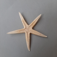 Archaster