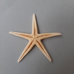 Archaster