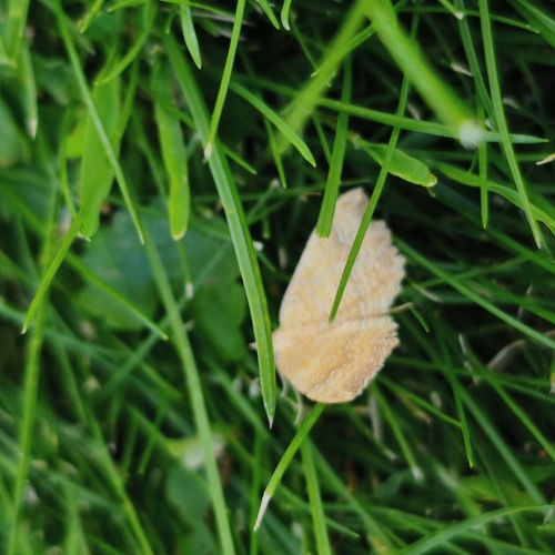 Yellow Shell Moth