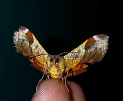 Fascellina chromataria