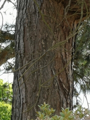 Pinus sylvestris