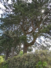Pinus sylvestris