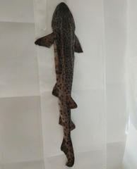 Scyliorhinus stellaris