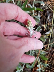 Gamochaeta argyrinea