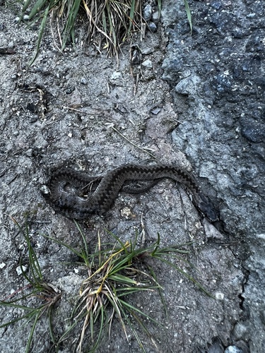 Adder