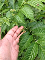 Cipadessa baccifera