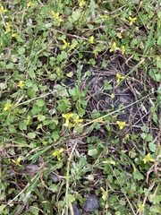 Ranunculus cheirophyllus