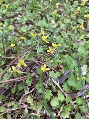 Ranunculus cheirophyllus