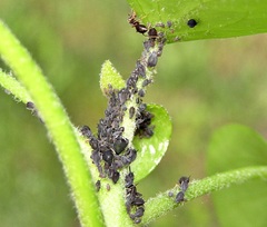 Aphis hederae