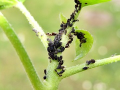 Aphis hederae