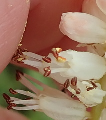 Kniphofia buchananii