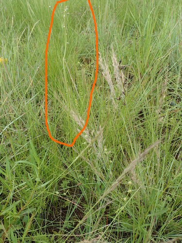 Image of Kniphofia buchananii by no rights reserved