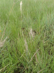 Kniphofia buchananii