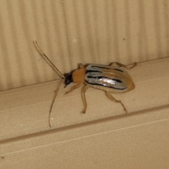 Diabrotica underwoodi