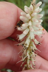 Kniphofia buchananii