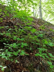 Rhododendron periclymenoides