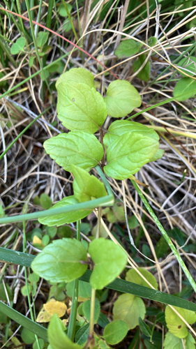 iNaturalist observation photo of yerba buena