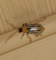 Diabrotica underwoodi