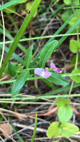 iNaturalist observation photo of California milkwort