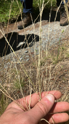 iNaturalist observation photo of grasses, sedges, cattails, and allies