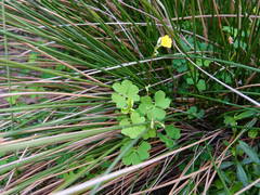Oxalis rubens