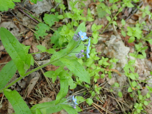 Miškinė neužmirštuolė