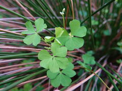 Oxalis rubens