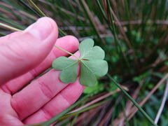 Oxalis rubens