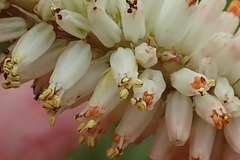 Kniphofia buchananii