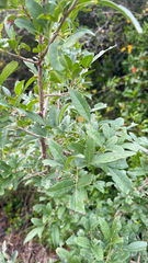 Searsia gueinzii