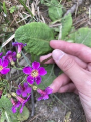 Primula miyabeana