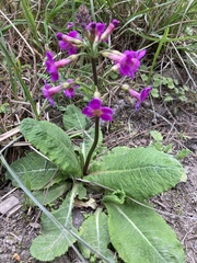 Primula miyabeana