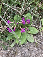 Primula miyabeana