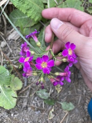 Primula miyabeana