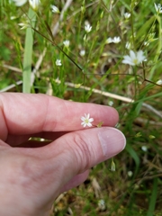 Stellaria graminea