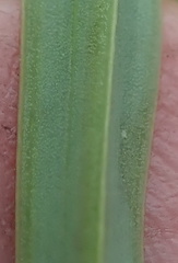 Kniphofia buchananii