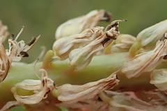 Kniphofia buchananii