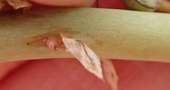 Kniphofia buchananii