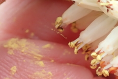 Kniphofia buchananii