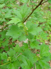 Ribes alpinum