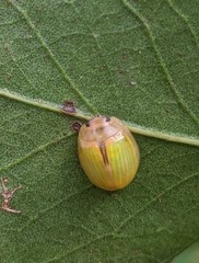 Paropsisterna hectica