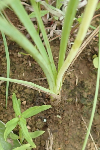 Image of Kniphofia buchananii by no rights reserved