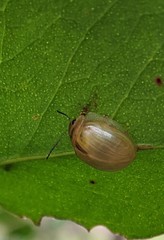 Paropsisterna hectica