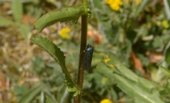 Ethmia aurifluella