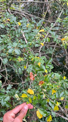 Dalbergia obovata