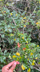 Dalbergia obovata