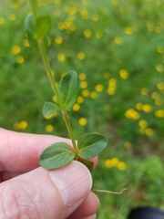 Veronica serpyllifolia serpyllifolia
