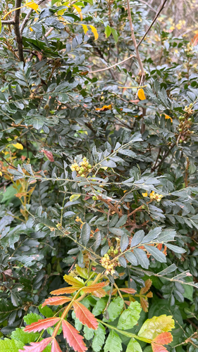 Hippobromus pauciflorus, photograph 2