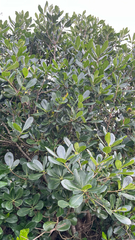 Pittosporum viridiflorum