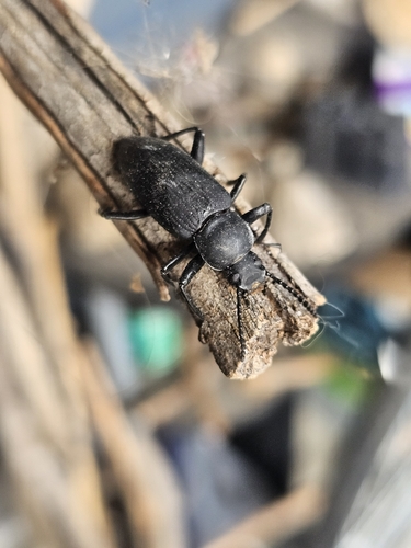 Giant Mealworm Beetle photo 3